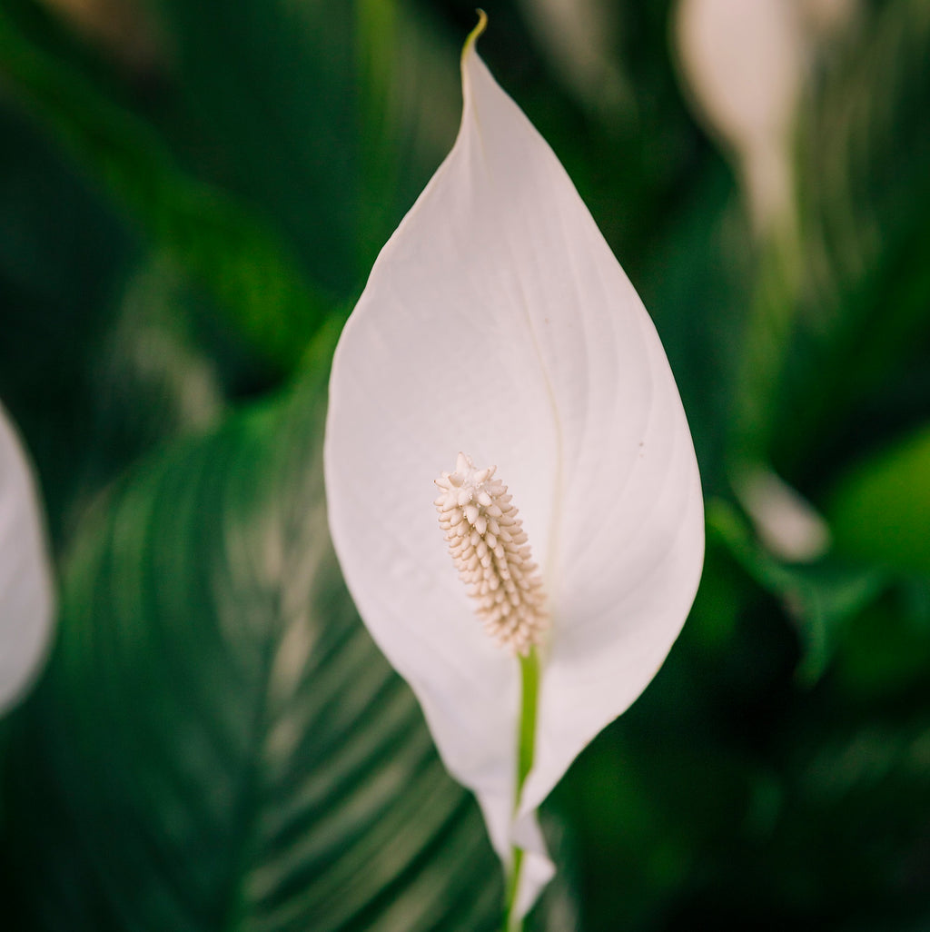 <a href='https://www.freepik.com/photos/flower'>Flower photo created by wirestock - www.freepik.com</a>