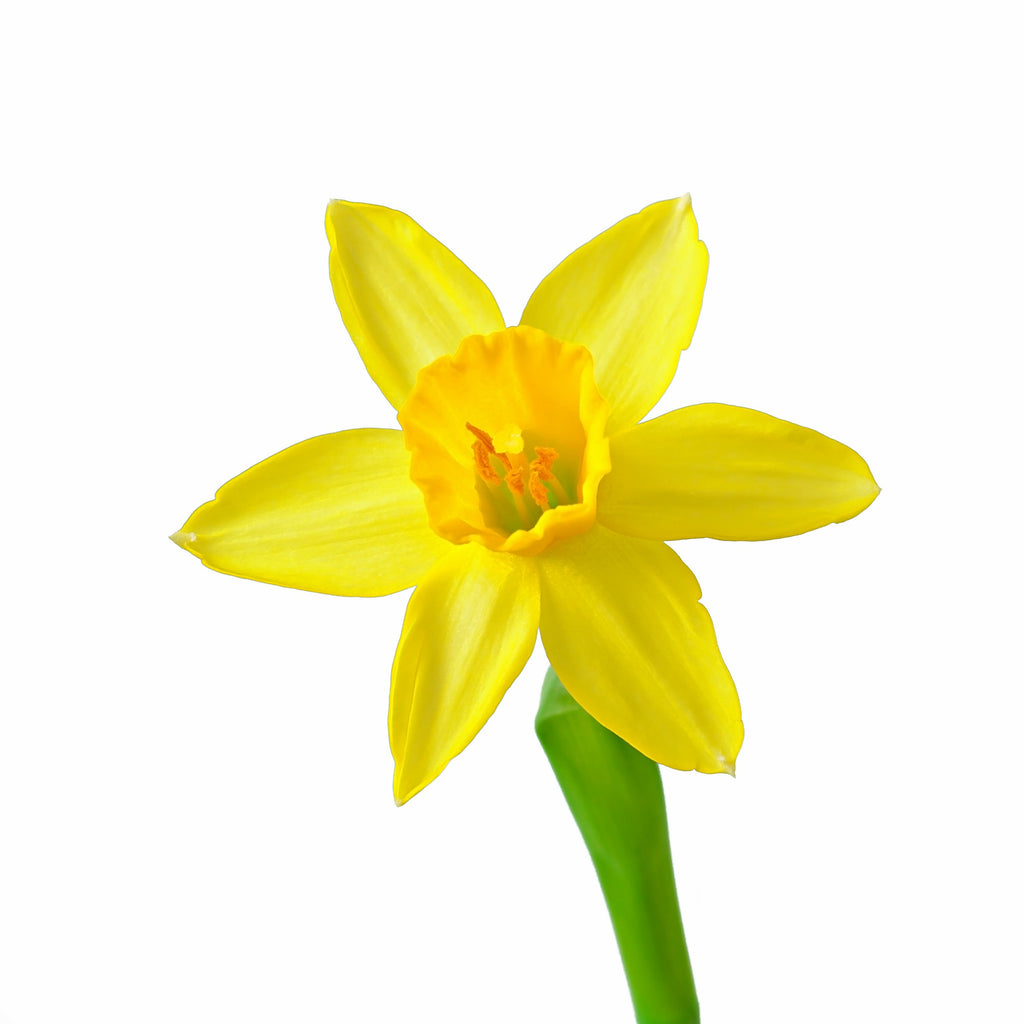 <a href='https://www.freepik.com/photos/flower'>Flower photo created by timolina - www.freepik.com</a>