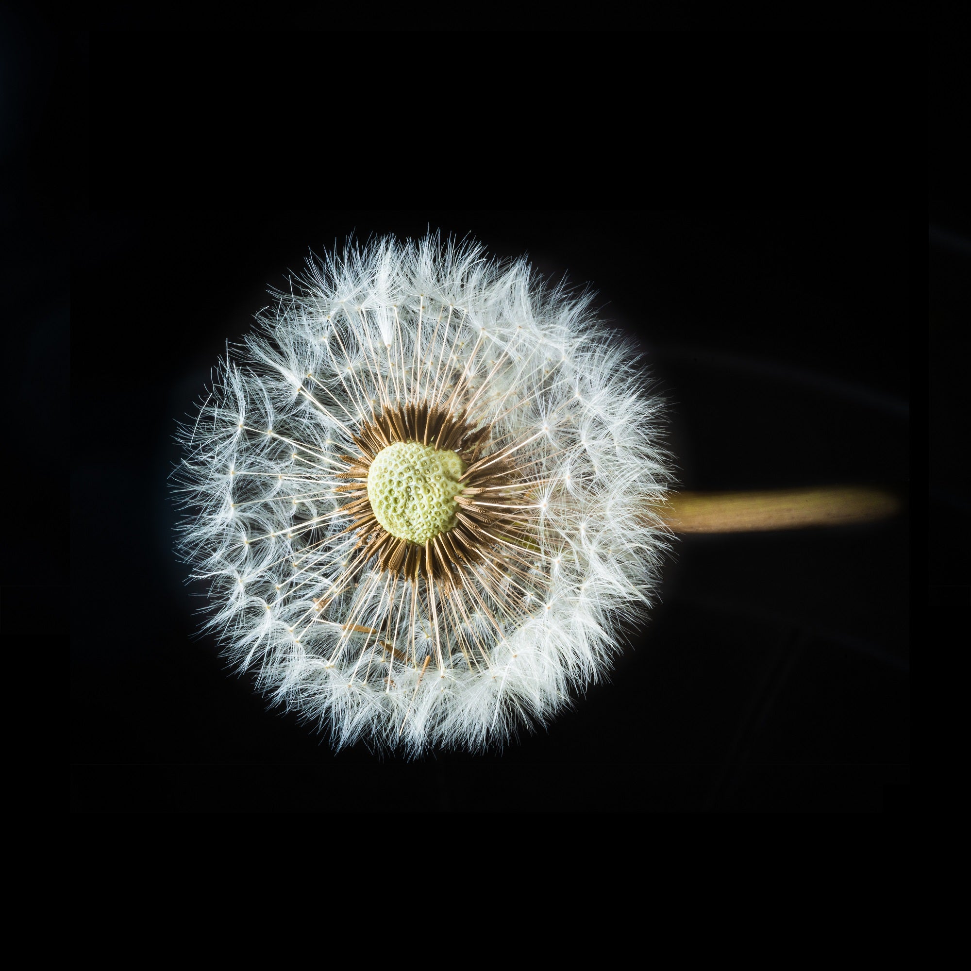 <a href='https://www.freepik.com/photos/flower'>Flower photo created by wirestock - www.freepik.com</a>