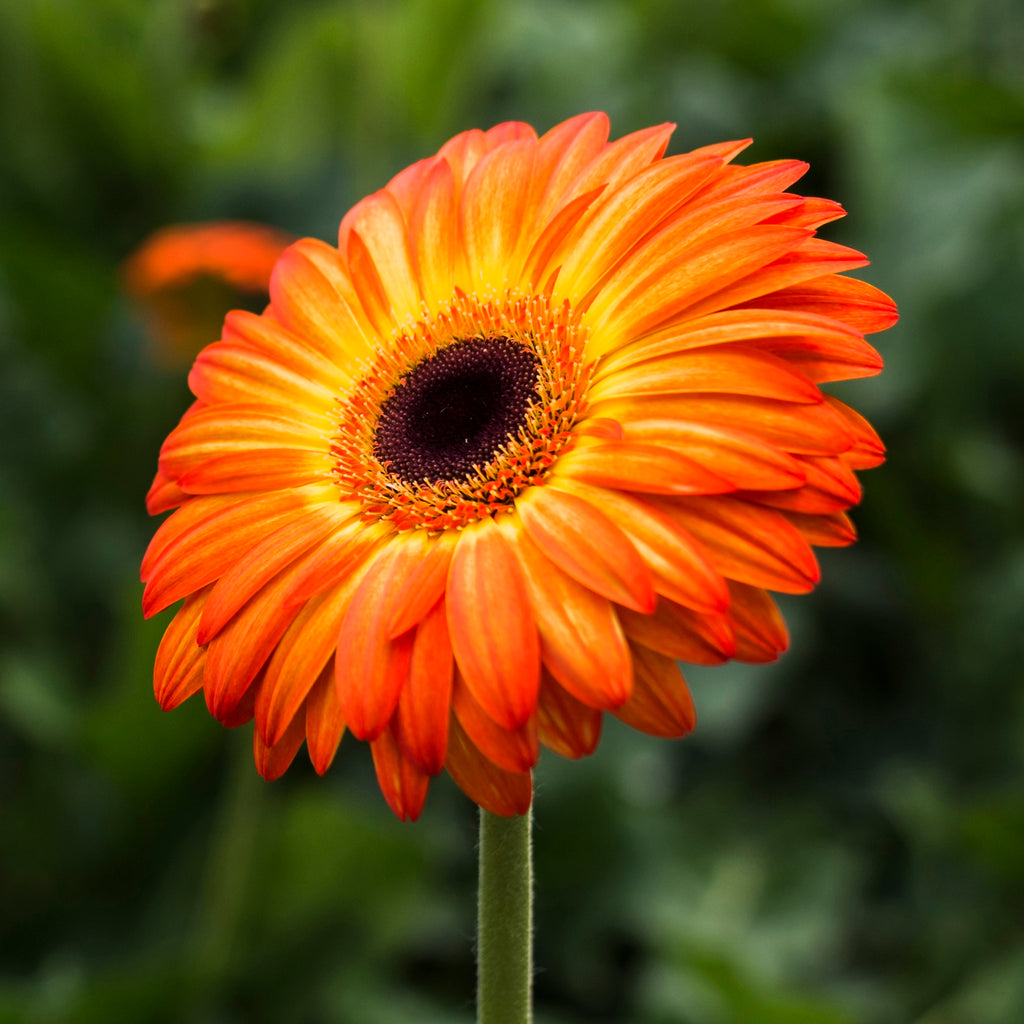 <a href='https://www.freepik.com/photos/flower'>Flower photo created by freepik - www.freepik.com</a>