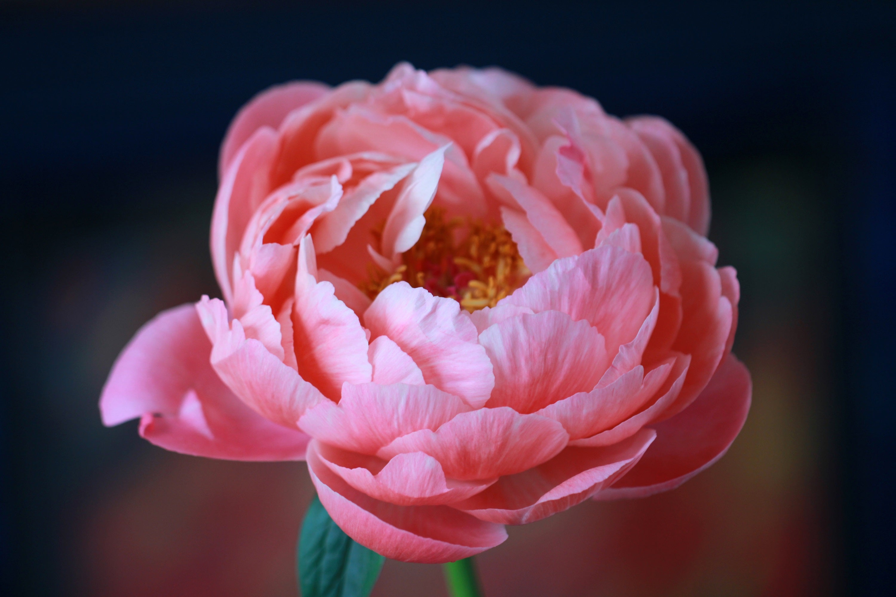 <a href='https://www.freepik.com/photos/flower'>Flower photo created by wirestock - www.freepik.com</a>