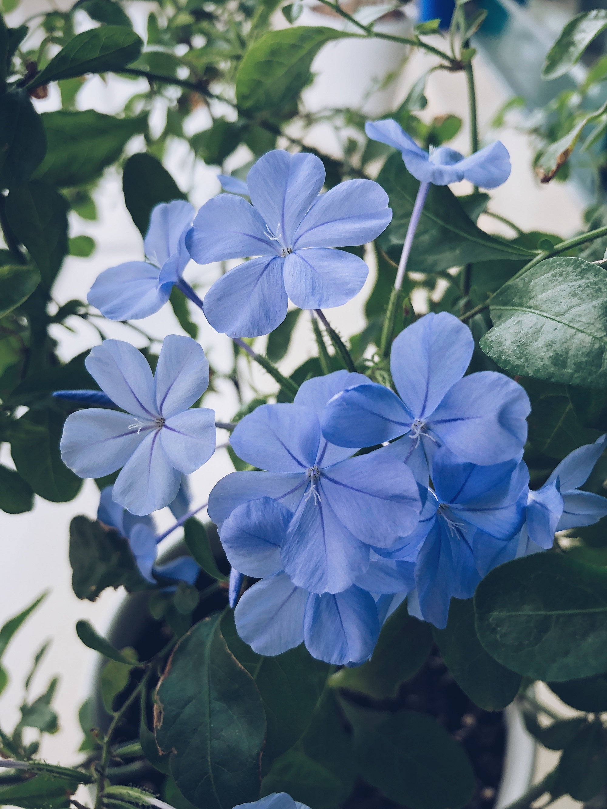<a href='https://www.freepik.com/photos/flower'>Flower photo created by wirestock - www.freepik.com</a>
