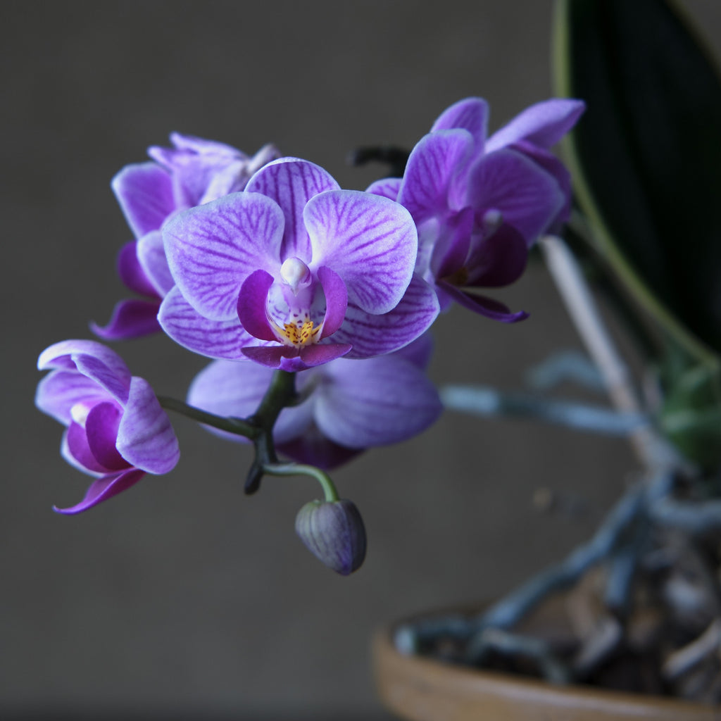 <a href='https://www.freepik.com/photos/flower'>Flower photo created by wirestock - www.freepik.com</a>