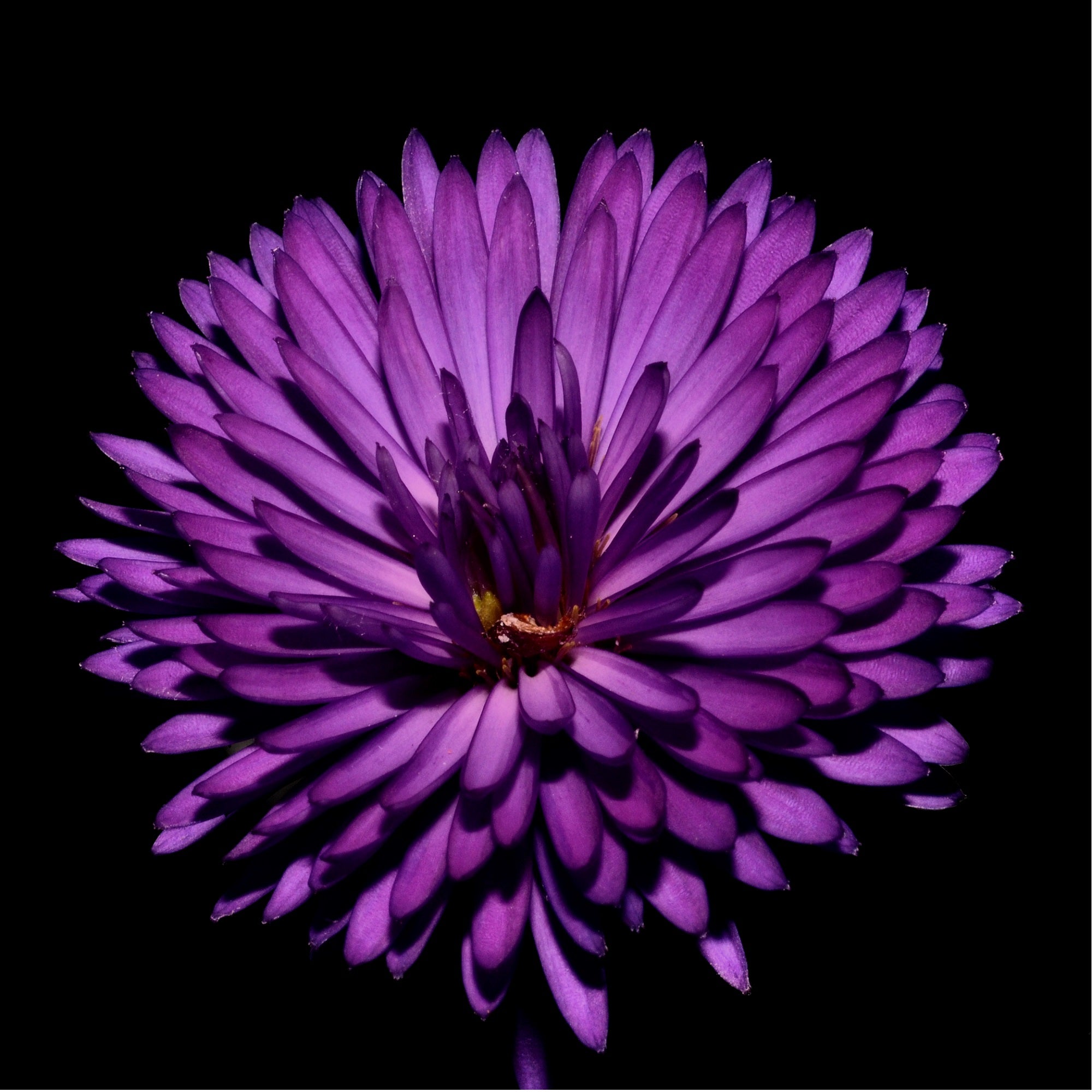 <a href='https://www.freepik.com/photos/flower'>Flower photo created by wirestock - www.freepik.com</a>