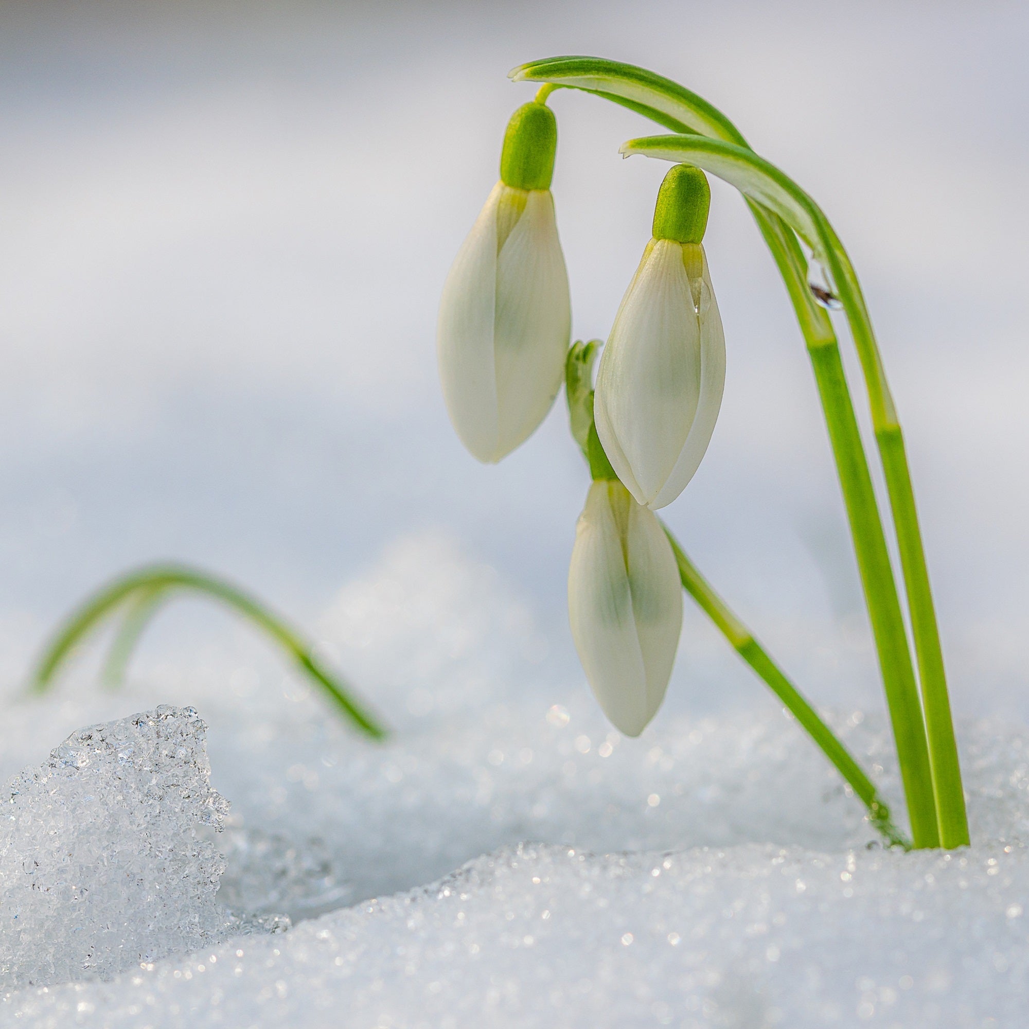 <a href='https://www.freepik.com/photos/flower'>Flower photo created by wirestock - www.freepik.com</a>