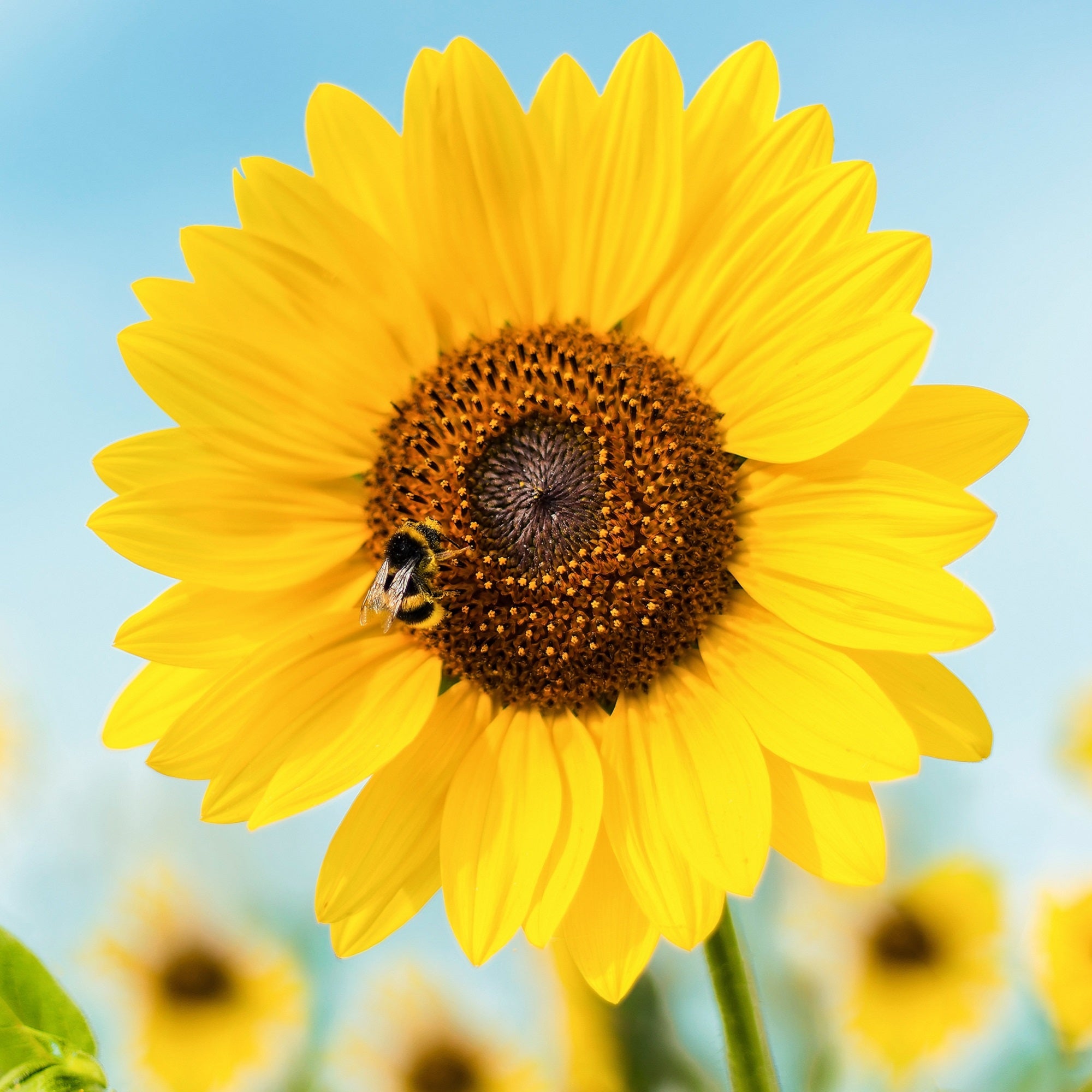 Sunflower Genuine Yellow & White Gold Bracelet